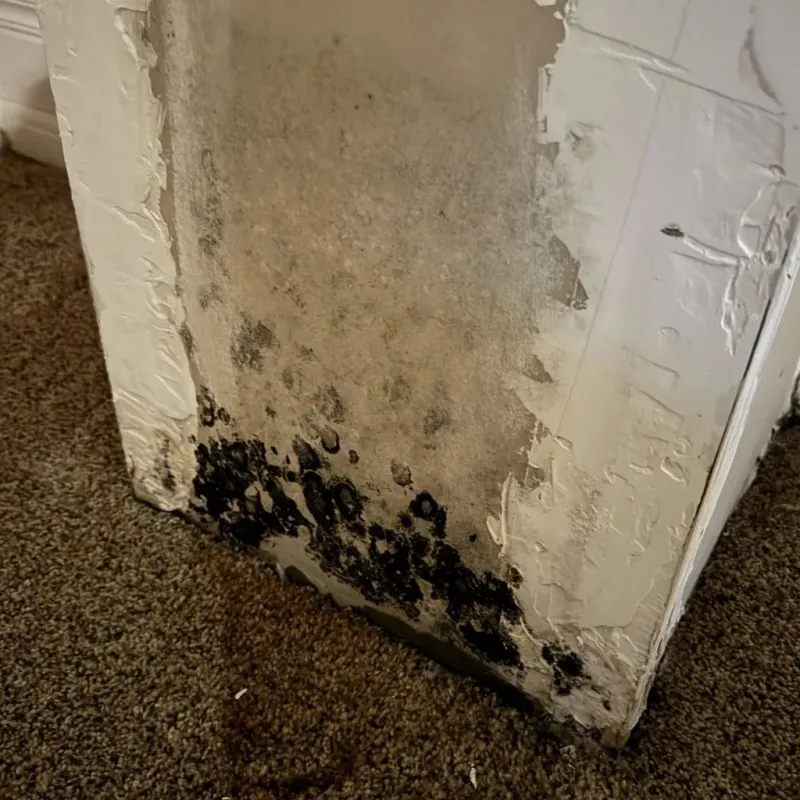 Professional Mold Removal in Lake Jackson, TX